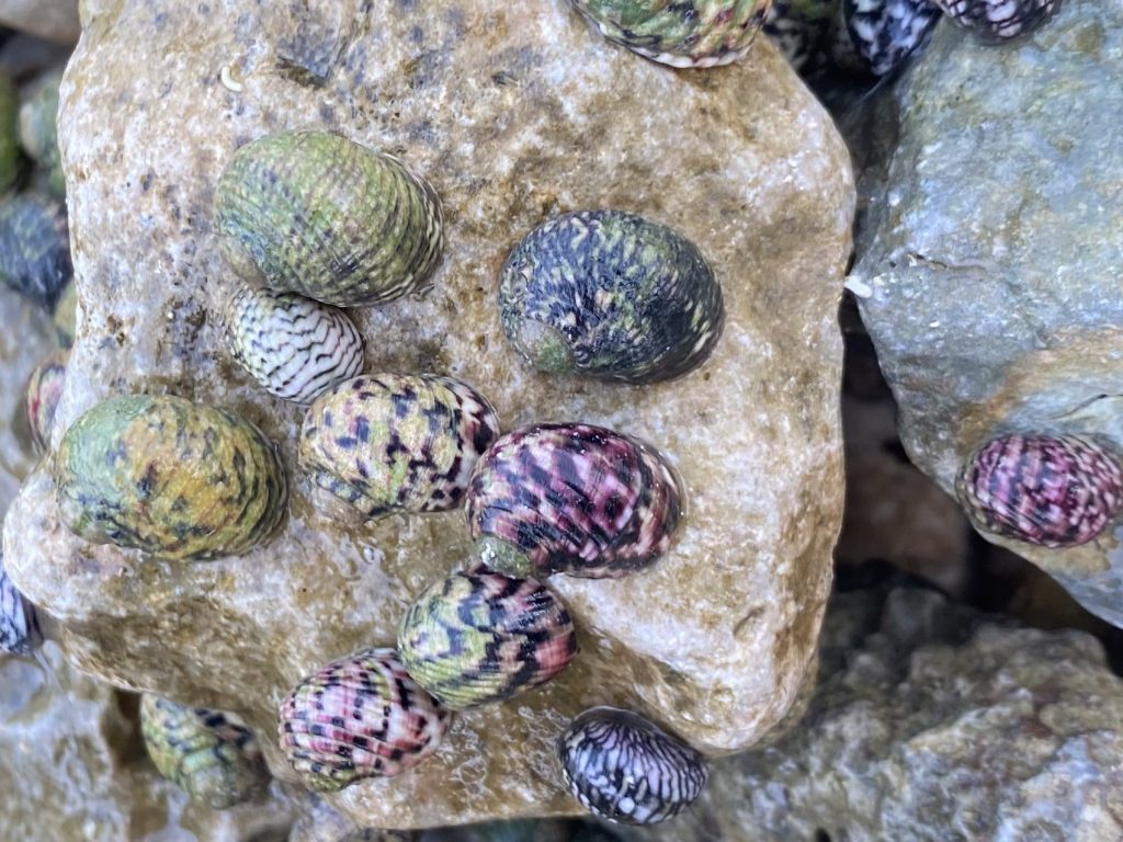 isla fuerte caracoles