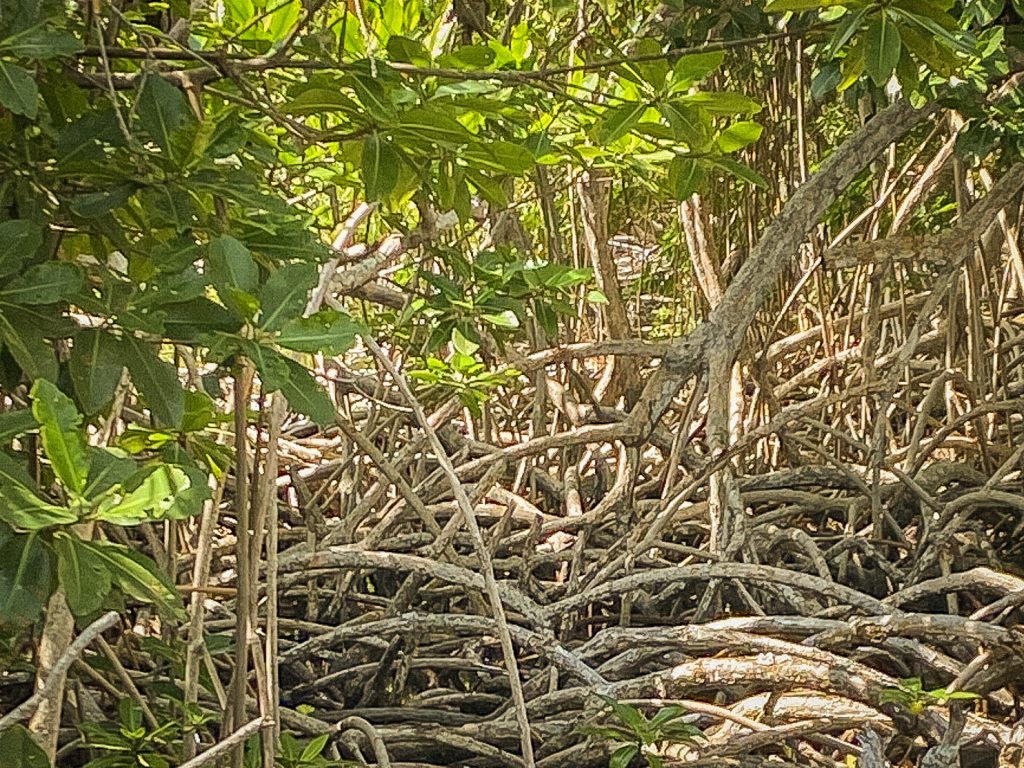 caminatas ecologicas en manglar isla fuerte