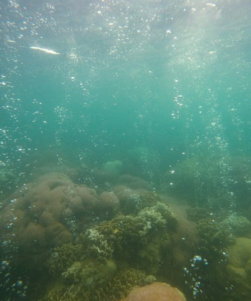corales cerebro isla fuerte
