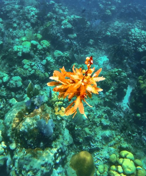 fotos de buceo isla fuerte