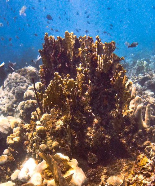 coral isla fuerte 2