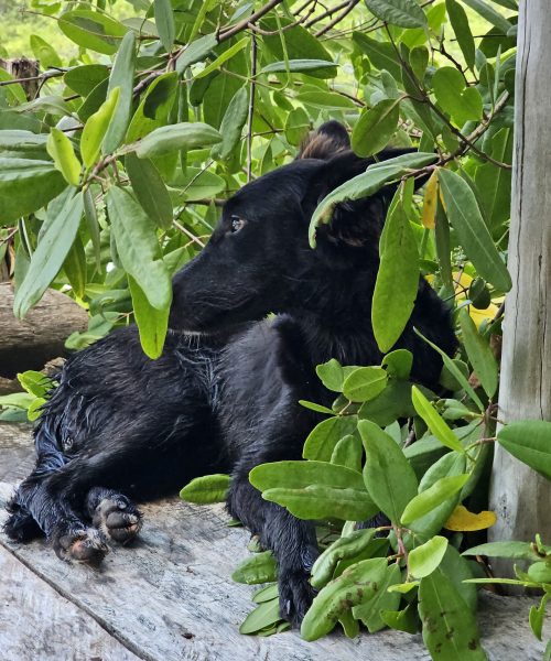 ee75cb3d-5dc3-4140-8a75-2f59ccbbc5b6